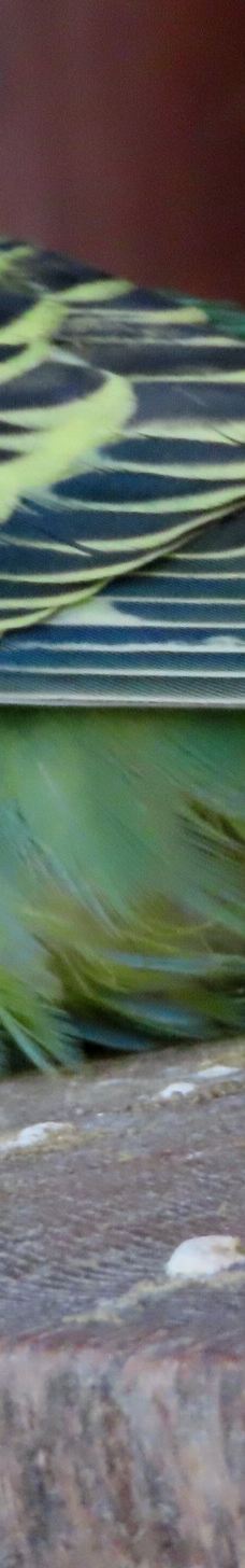 Tiergehege Waldhaus-莫尔斯多夫-泰希沃尔夫拉姆斯多夫