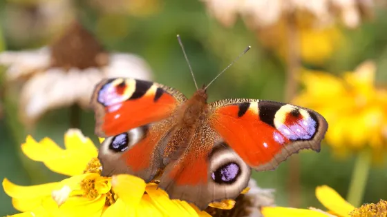 Vlindertuin
