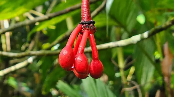 Mount Kinabalu Botanical Garden