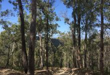 Nerang National Park景点图片