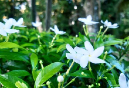 Piya Sevana景点图片