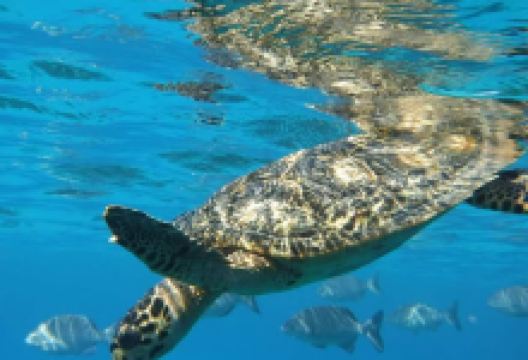 Nikki's Coral Garden景点图片