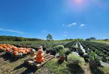 Shelton's Greenhouses购物图片