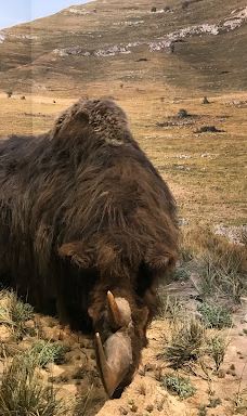 肖维岩洞-瓦隆蓬达尔克