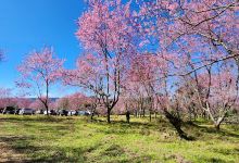 Phu Lom Lo Viewpoint景点图片