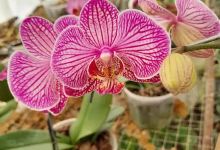 Orquideario Alto De Los Quebrachos购物图片