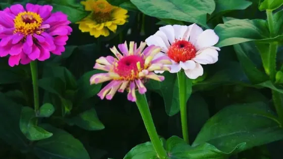 烏什塔拉鄉塔拉村核桃風情園