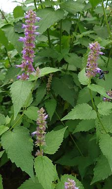 Damask Wind-鹿屋市