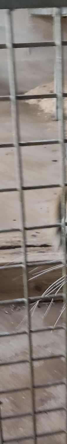 Twycross Zoo-阿瑟斯通