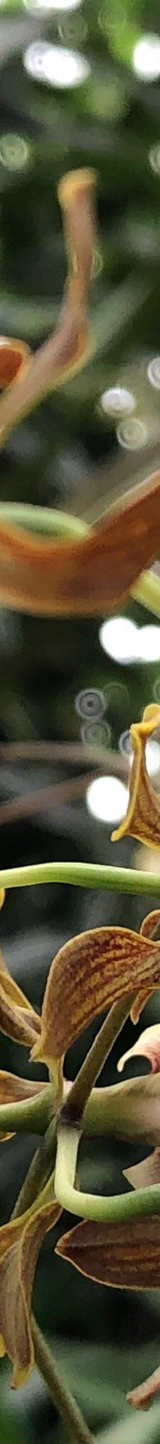 Orquidario de Morelia-莫雷利亚