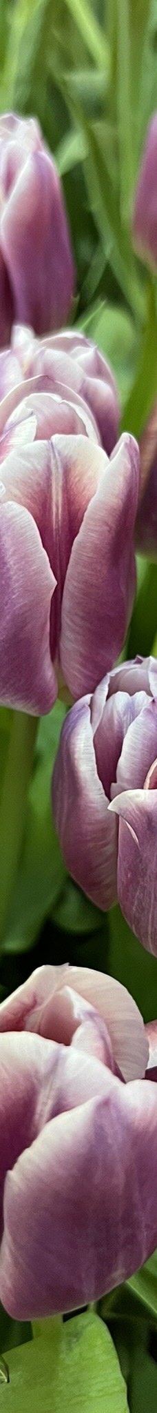 阿姆斯特丹郁金香博物馆-阿姆斯特丹