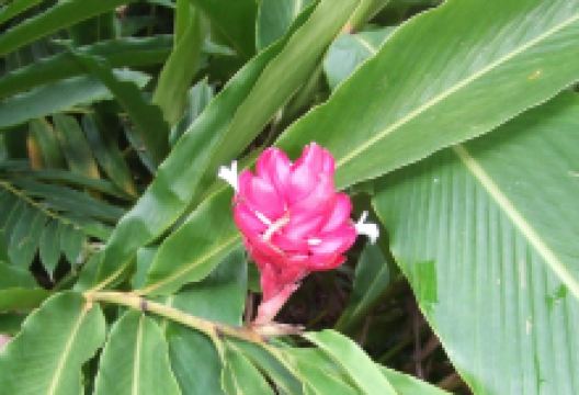 Honiara Botanical Gardens景点图片