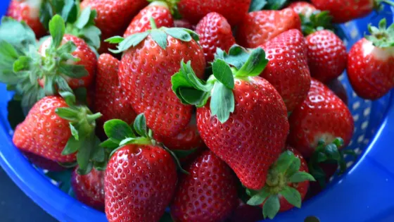 Back Road Berries