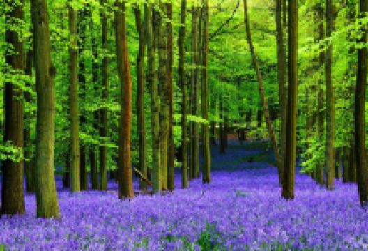 Crackley Wood Nature Reserve景点图片