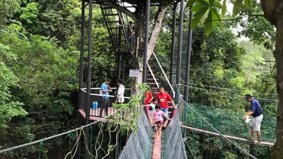 Borneo Ant House