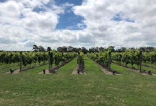 CharRees Vineyard景点图片