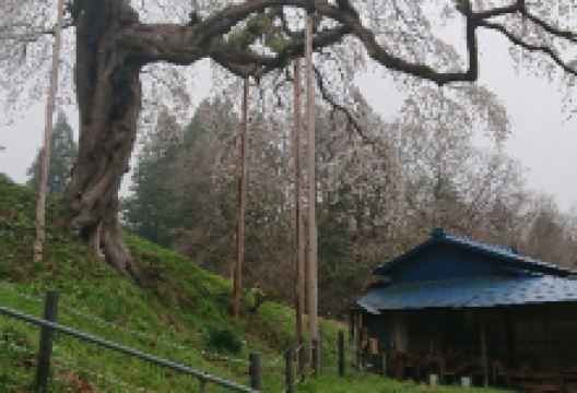 外大野のしだれ桜景点图片