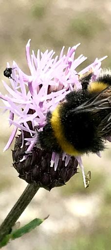 Wood Nook Caravan Park-斯基普顿