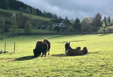 Wisent und Bison Artenschutzzentrum in Feudingen景点图片