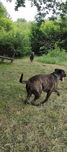 Stichting Hondenspeeltuin Hoogeveen-霍赫芬