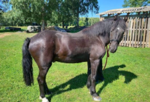 Kruusa Talu - MTÜ Paitame Loomakesi景点图片