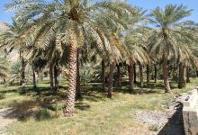 Bayt Ar Ridaydah景点图片