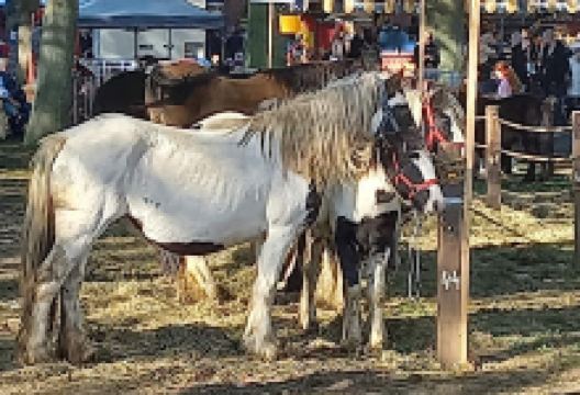 Jackel Visser购物图片