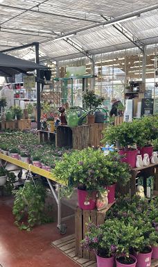 Gamm Vert-拉比谢尔