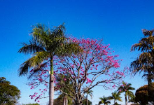 Praça Ibrahim Abud Neto景点图片