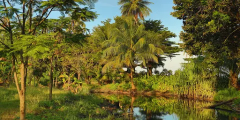 The Kingdom of Somchai’s Affection