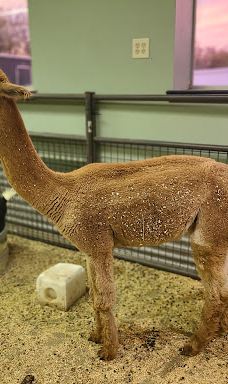 PAWsitively Wild Animal Encounters-阿托卡县