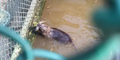 開沙島動物園