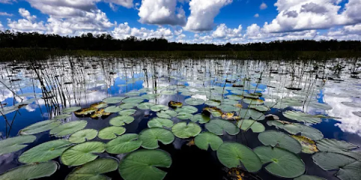 Grassy Waters Nature Preserve