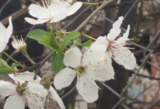 Ay Parkı景点图片