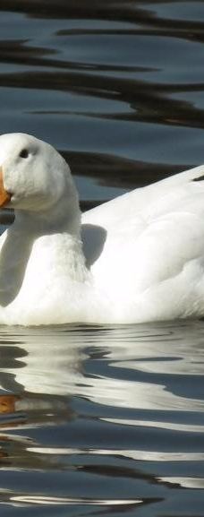 约翰内斯堡植物园-兰德堡
