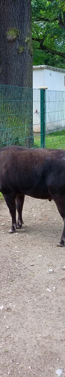 Chemnitz Zoo-开姆尼茨