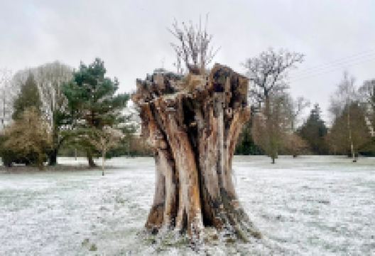 Haughton Country Park景点图片