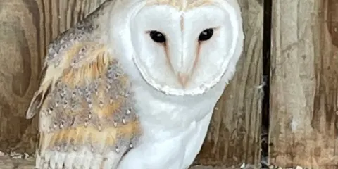 North East Falconry Centre