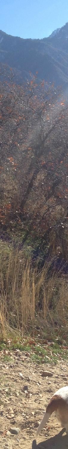 Dimple Dell Regional Park-山迪