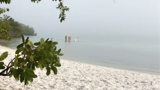 Dog Beach
