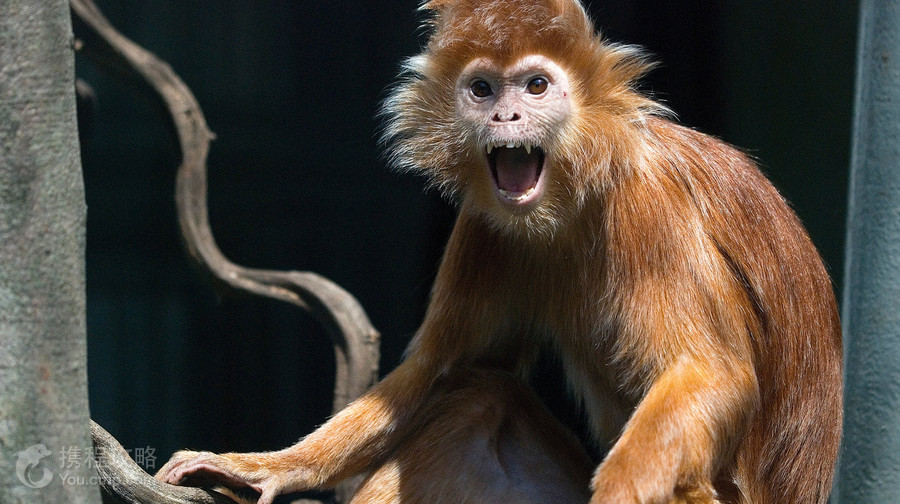 Kraków Zoo
