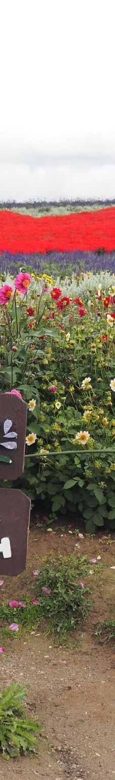 菅野农场-上富良野町