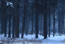 Fish Creek Community Forest景点图片
