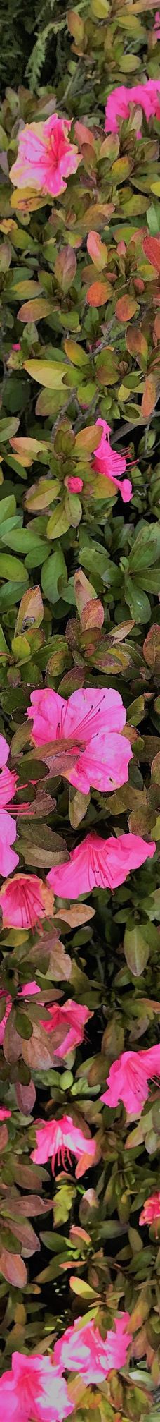 Gore Public Gardens-戈尔