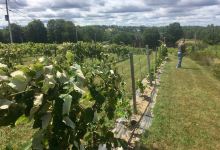 Younity Winery & Vineyards景点图片