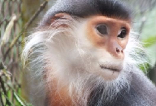Endangered Primate Rescue Centre景点图片