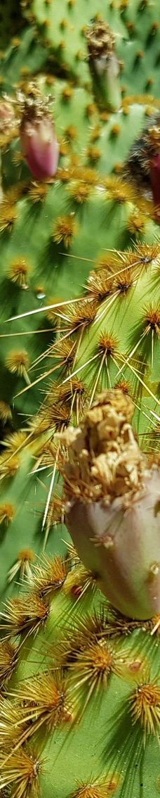 Arizona Garden-马里科帕