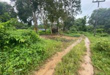 Wassana Elephant Camp景点图片