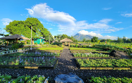 Cocoys Food Garden