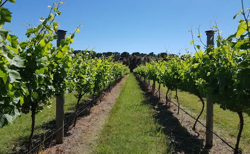 Banks Road Winery